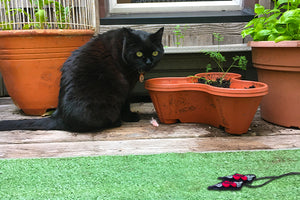 Backyard Games You Can Play with Your Cat or Dog