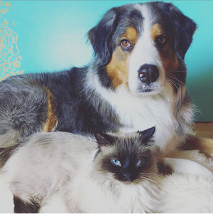 cat and dog lucky bubs pet store