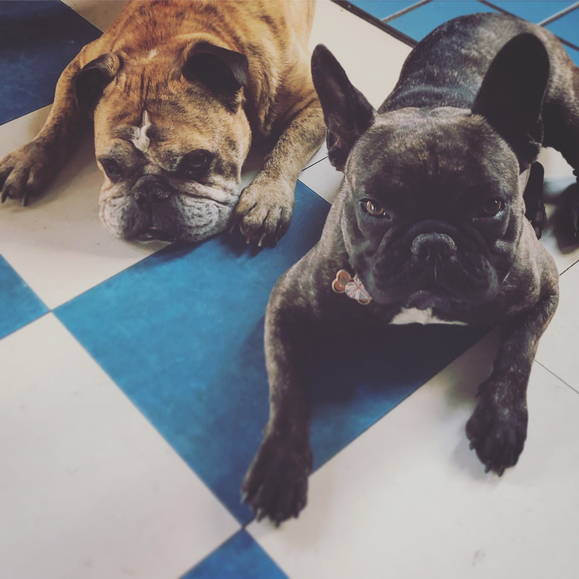 two dogs lucky bubs pet store